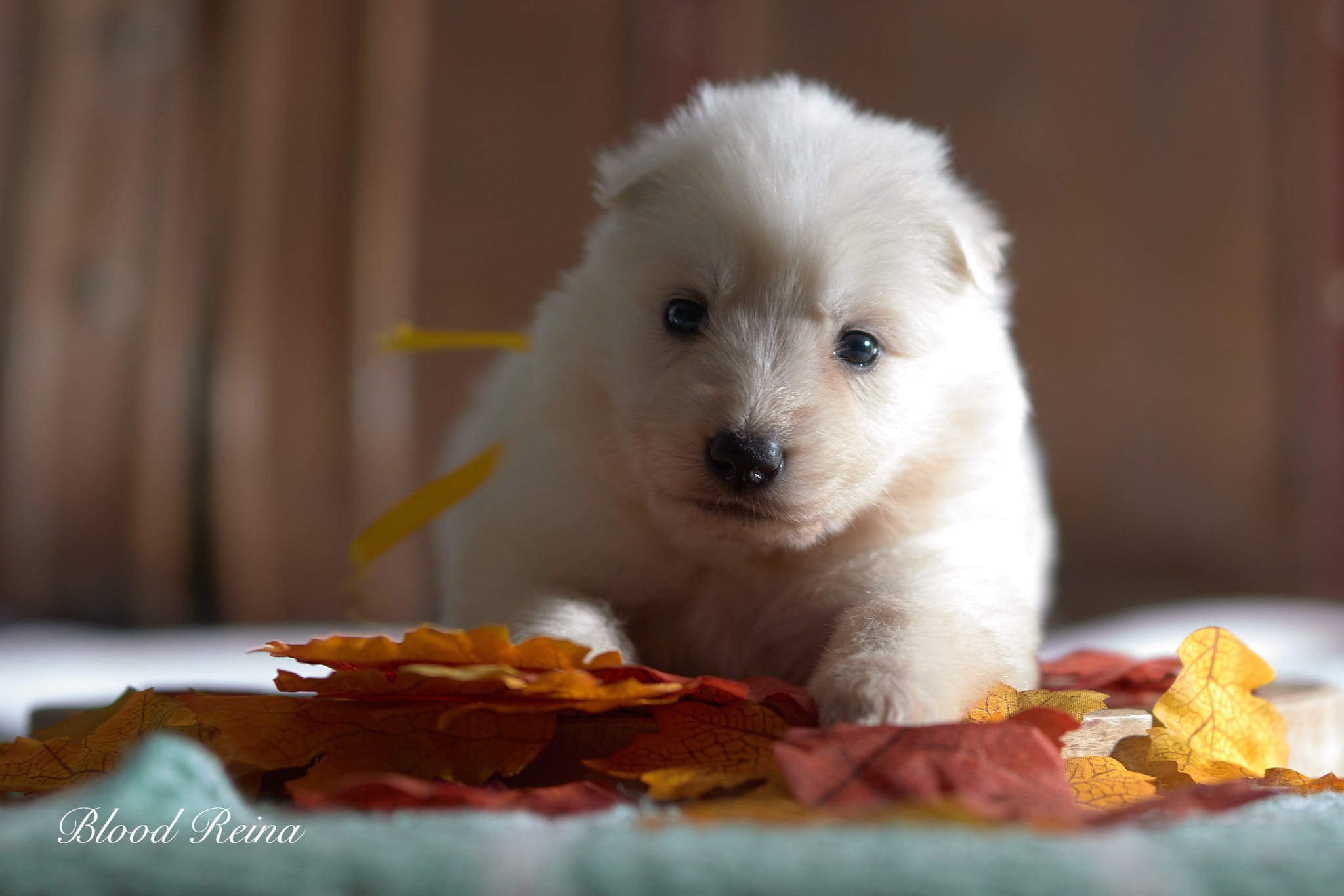 Aurora White Kennel