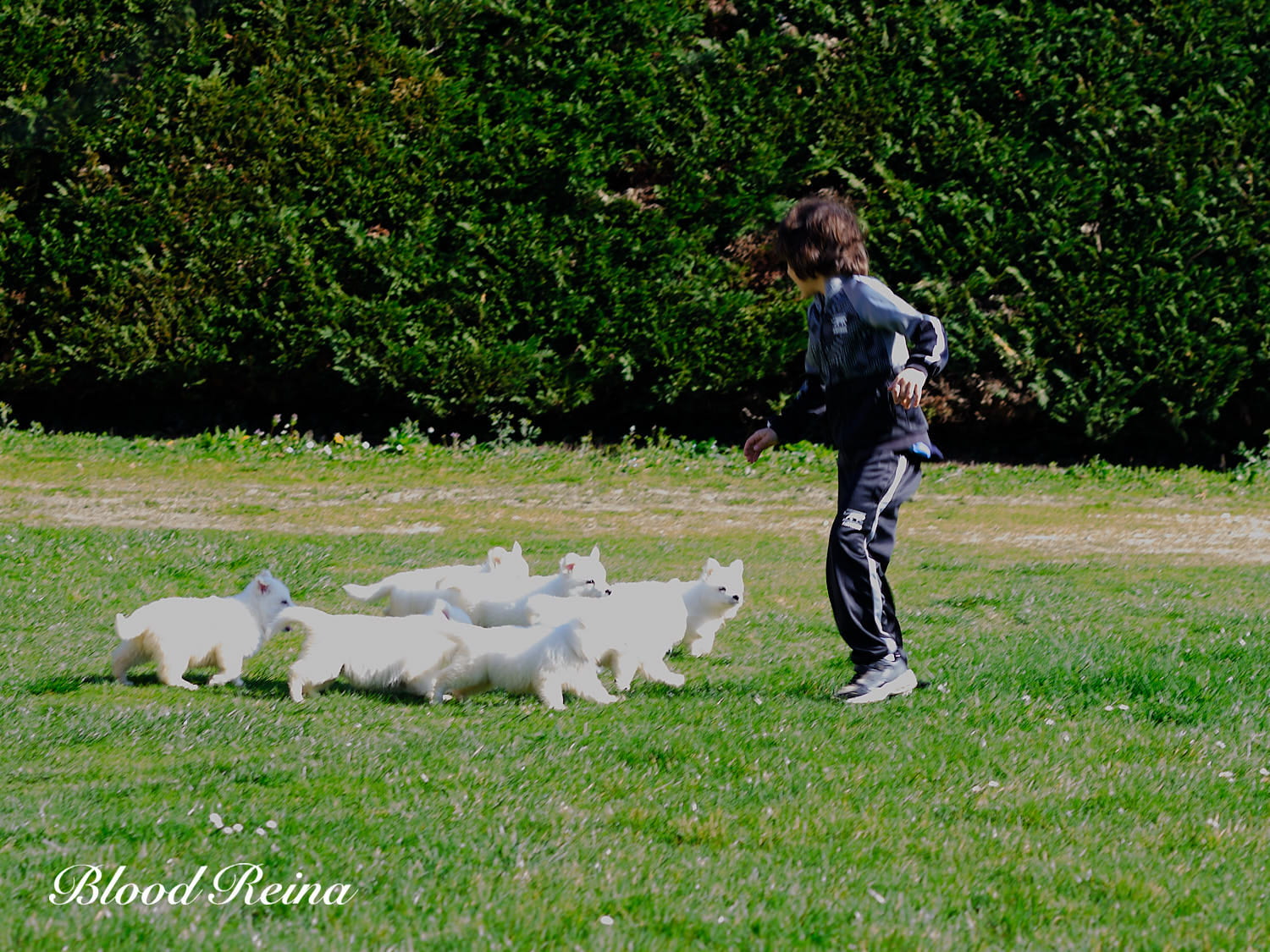 BBS puppies