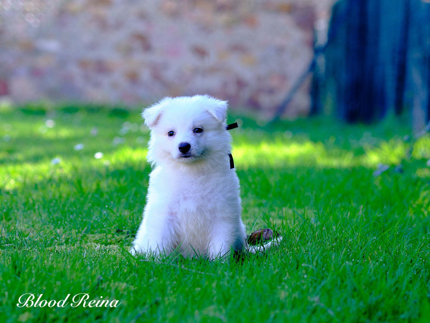 White puppy