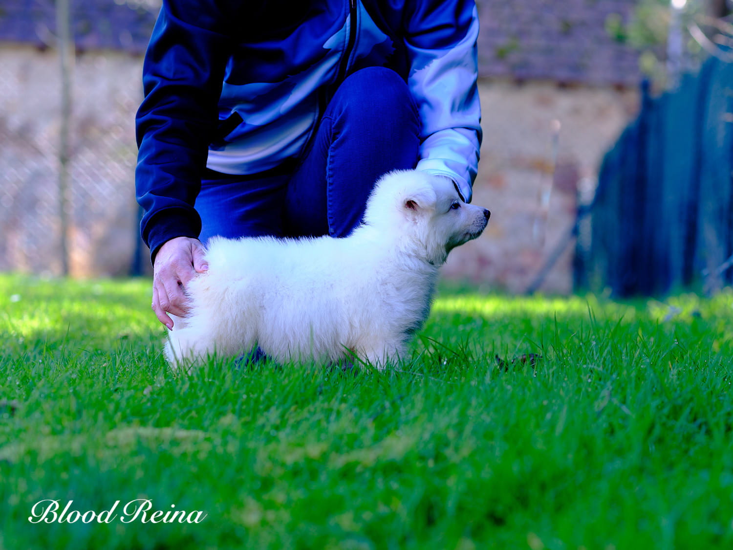 BBS and human